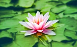 waterlily pink water lily water plant 158465